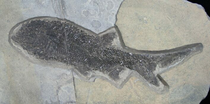 Permian Aged Fish Fossil - Paramblypterus #6531
